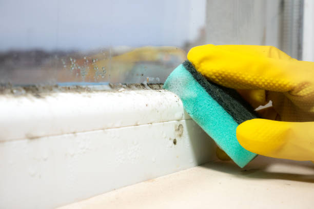 Professional Mold Remediation in Ocean City, FL